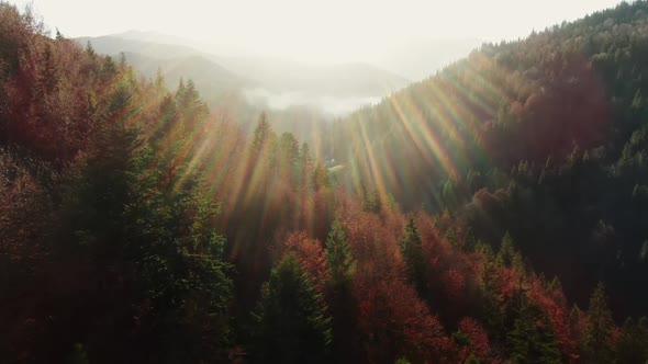 Drone Flight Over Backlit Fall Forests with Colorful Autumn Foliage with Sunburst and Sun Flare