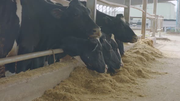 Cows eating Silage in a large dairy farm, milk production