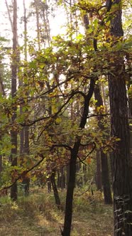 Vertical Video Autumn Forest By Day