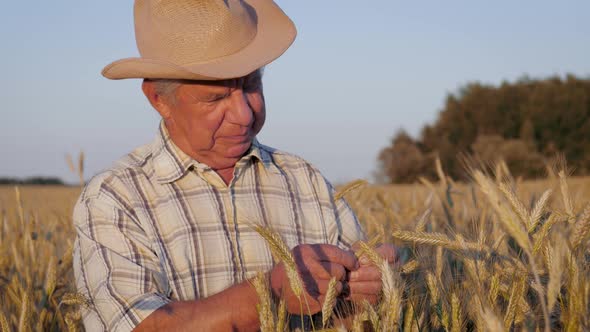 Farmer In Hat On Agricultural Field With Growing Rye Checks Ripeness Of Grain