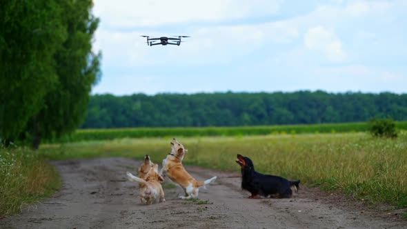 Dogs jumping to flying drone. Dog playfully jumping up to the drone