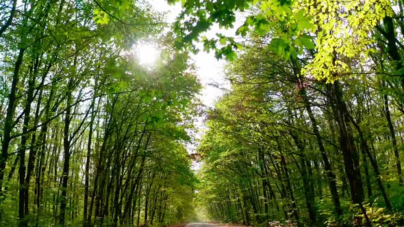 Forest at bright sunbeam