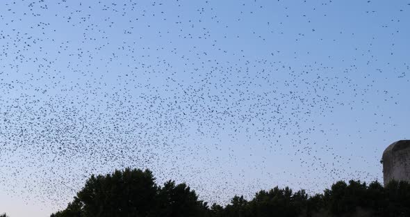 Flock of birds, Starlings (Sturnus vulgaris) surrounding their sleeping tree. France