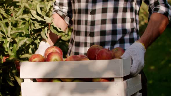 Front view of man carrying full crate of eco apples