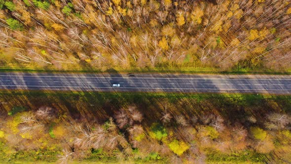High Angle View of a Road Trough the Autumn Forest with Copy Space