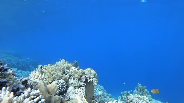 Reef Marine Scene