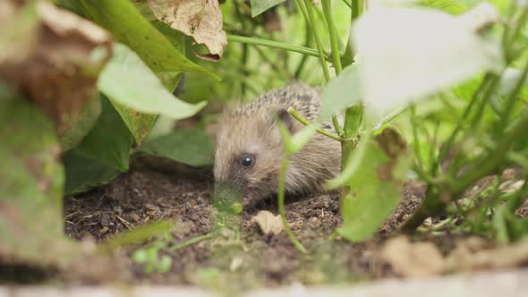 Tiny European Hedgehog Feeding On Leafy Vegetables In A Garden - close up