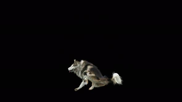 Dog Dance 4K