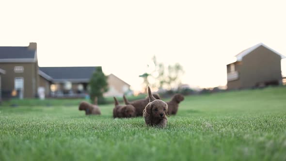 Litter of Goldendoodle Breed of Puppy Dogs Outside on Grass - Copy Space