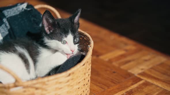 A Cute Little Kitten in a Wicker Basket