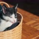 A Cute Little Kitten in a Wicker Basket - VideoHive Item for Sale