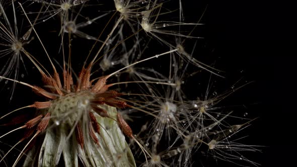 Macro shot of a Dandelion rotating