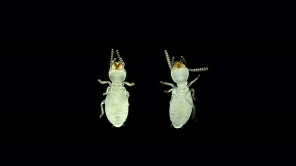 Termite (Isoptera) Reticulitermes Speratus Under a Microscope, Family Rhinotermitidae