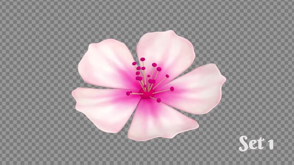 Cherry Blossoms Set of Animated Flowers On Transparent Background