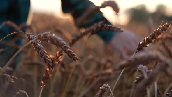 Female Hand Touching Golden Ear of Wheat in a Wheat Field During Sunset.