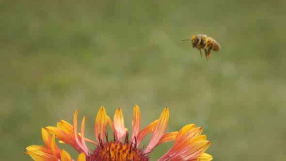 Bee & Flowers