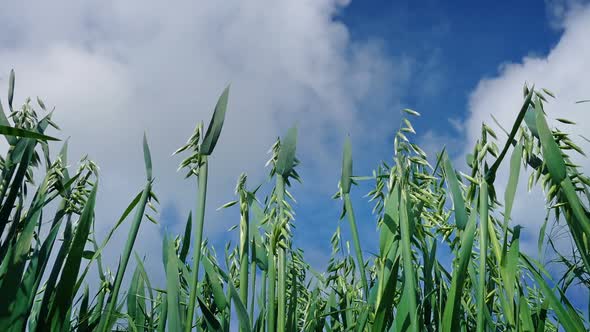 Corn And Blue Sky