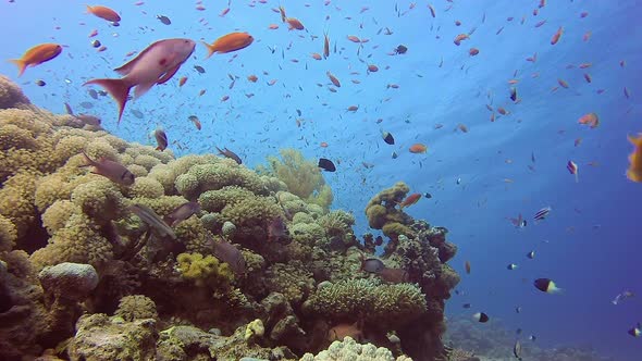 Beautiful Fish Marine Garden