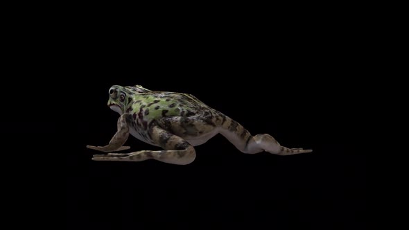 Frog Walk Back Side View alt