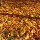 Yellow Maple Leaves Lie on the Earth - VideoHive Item for Sale