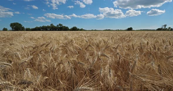 Wheat field in Occitanie, France