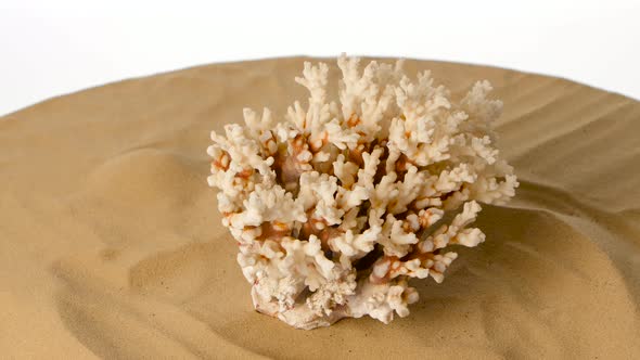 Coral on Sand, White, Rotation