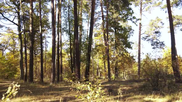 Autumn Forest Landscape with Trees By Day