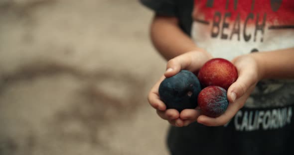 Close Up Child Hands with Freshly Picked Plum Fruit in Rustic Life Countrystyle