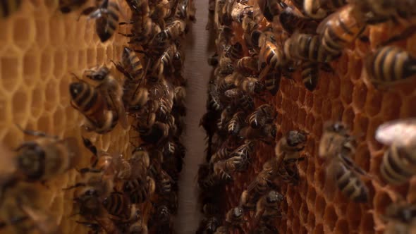 Bee Family Macro