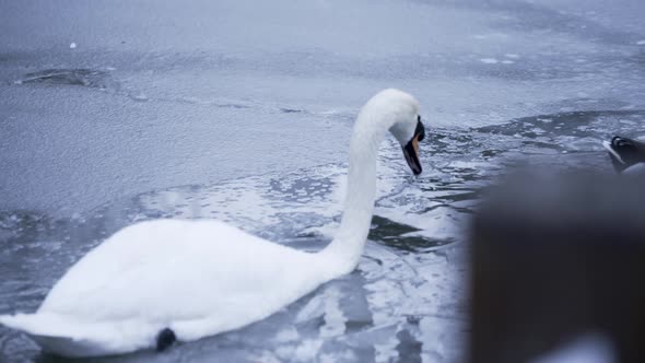 White swan swimming in ice covered lake