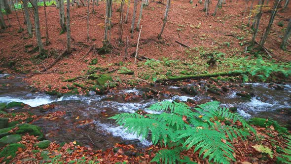 A Green Bush of Grass Against the Background of an Autumn Mountain River