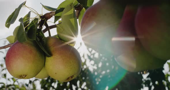 A Few Pears Ripen on a Branch in the Sun