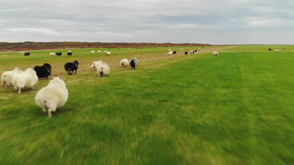 Flock of Sheep Runs on Green Grass, Drone Shot