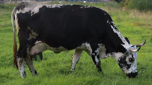 black and white cow grazing on meadow in mountains.