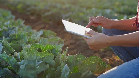 Woman Working with Tablet in a Cabbage Field