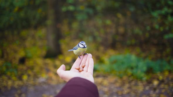 POV shot of Eurasian blue tit bird on feeding hand in autumn forest