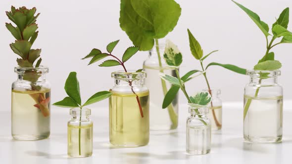 Bottles of Essential Oil with Herbs