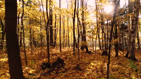 Colorful Autumn Forest Wood