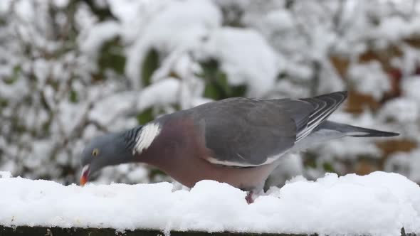 Woodpigeon Columba palumbusow feeding on snow covered bird table. UK