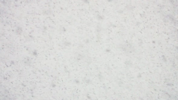 Snow Blizzard with Zero Visibility