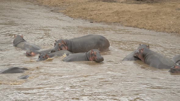 Hippopotamus cooling off in the Mara River