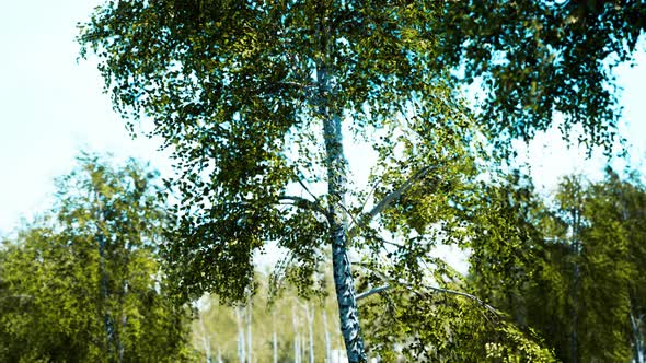 Birch Forest in Sun Rays in the Mornings