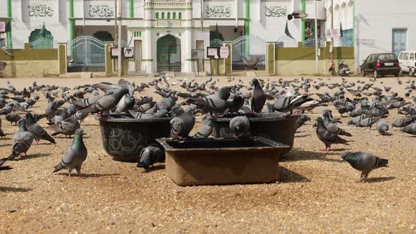 Clip of pigeons drinking water, Pigeons drinking water