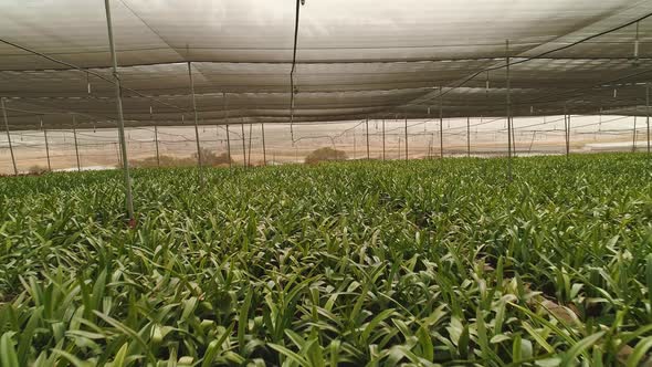 Aerial footage from inside a large greenhouse with flowers