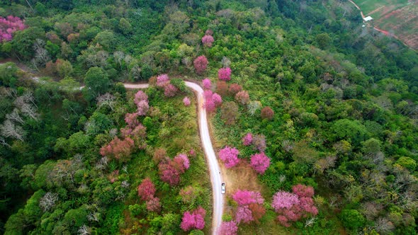 Wild Himalayan Cherry Blossom (Prunus cerasoides) bloom on the hill