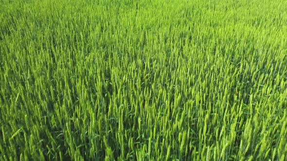 Aerial Survey of a Field of Young Wheat