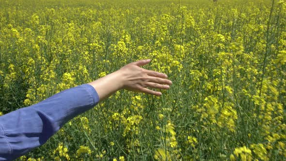 Girl Walking In Yellow Canola Field