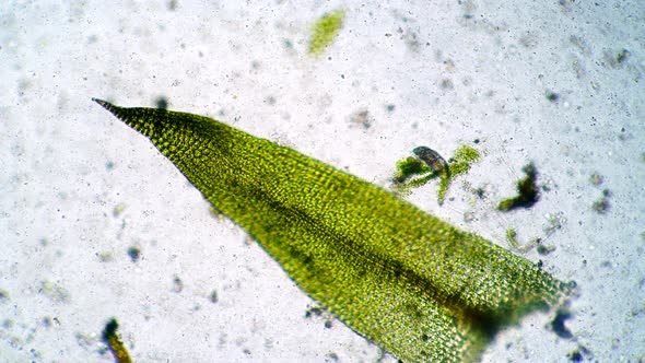 Ciliate Stylonychia Mytilus Looking for Food in Green Algae in Freshwater