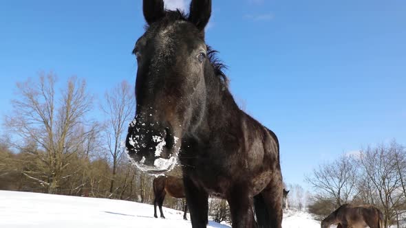 Young horse close-up in the meadow in the wintertime 