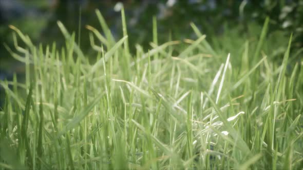 Fresh Green Grass on the Forest